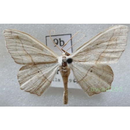 Scopula imitaria (Hübner, 1799) Croatia9b